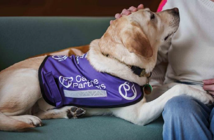 Canine_Partners image