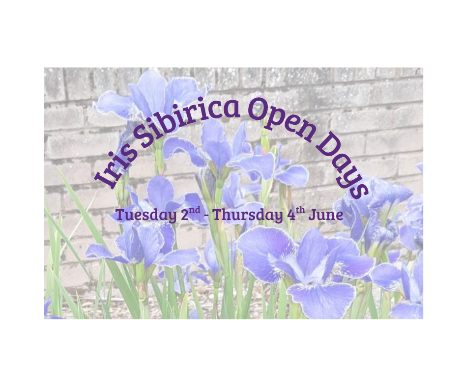 Iris_Sibirica_Open_Days image