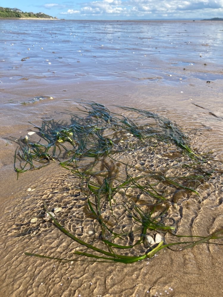 Seagrass image